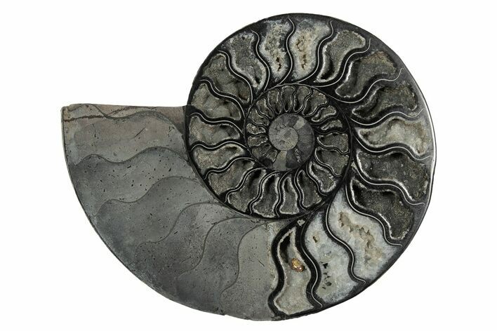 Cut & Polished Ammonite Fossil (Half) - Unusual Black Color #339136